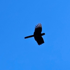 Zanda funerea (Yellow-tailed Black-Cockatoo) at Braidwood, NSW - 25 Apr 2024 by MatthewFrawley