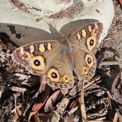 Junonia villida (Meadow Argus) at QPRC LGA - 25 Apr 2024 by MatthewFrawley