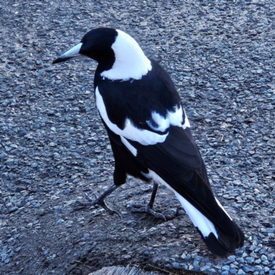 Gymnorhina tibicen (Australian Magpie) at Braidwood, NSW - 25 Apr 2024 by MatthewFrawley