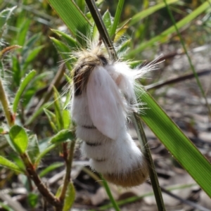 Trichiocercus sparshalli at Jervis Bay National Park - 7 Sep 2022