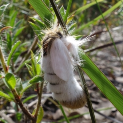 Trichiocercus sparshalli (Sparshall's Moth) at Jervis Bay National Park - 7 Sep 2022 by RobG1