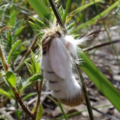 Trichiocercus sparshalli (Sparshall's Moth) at Jervis Bay National Park - 7 Sep 2022 by RobG1