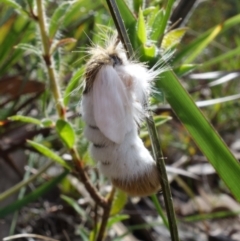 Trichiocercus sparshalli at Jervis Bay National Park - 7 Sep 2022 01:24 PM