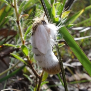 Trichiocercus sparshalli at Jervis Bay National Park - 7 Sep 2022