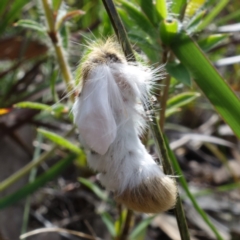 Trichiocercus sparshalli at Jervis Bay National Park - 7 Sep 2022 01:24 PM