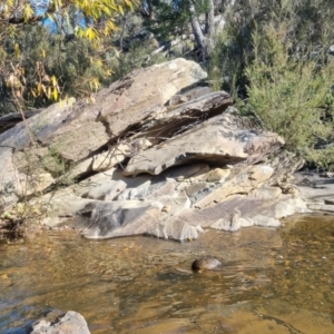 Hydromys chrysogaster at QPRC LGA - suppressed