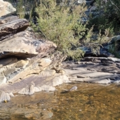 Hydromys chrysogaster at QPRC LGA - suppressed