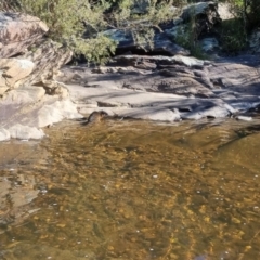 Hydromys chrysogaster at QPRC LGA - suppressed