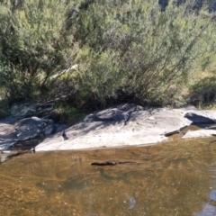 Hydromys chrysogaster at QPRC LGA - suppressed