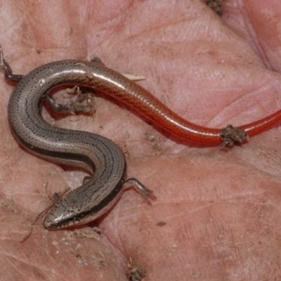 Unidentified Skink at Morton Plains, VIC - 28 May 2017 by WendyEM