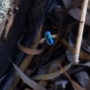 Chrysididae (family) at QPRC LGA - suppressed