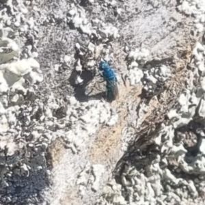 Chrysididae (family) at QPRC LGA - suppressed