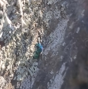 Chrysididae (family) at QPRC LGA - suppressed