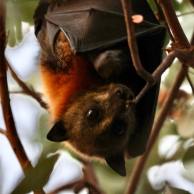 Pteropus poliocephalus (Grey-headed Flying-fox) at Hughes, ACT - 25 Apr 2024 by LisaH