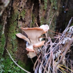 zz Polypore (shelf/hoof-like) at QPRC LGA - 24 Apr 2024