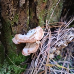 zz Polypore (shelf/hoof-like) at QPRC LGA - 24 Apr 2024