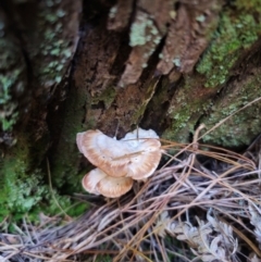 zz Polypore (shelf/hoof-like) at QPRC LGA - 24 Apr 2024