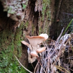 zz Polypore (shelf/hoof-like) at QPRC LGA - 24 Apr 2024