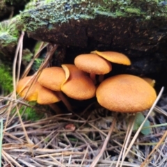 Gymnopilus sp. (Gymnopilus) at Tallaganda State Forest - 24 Apr 2024 by Csteele4