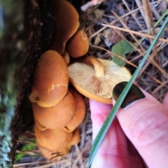 Gymnopilus sp. at Tallaganda State Forest - 24 Apr 2024 12:38 PM