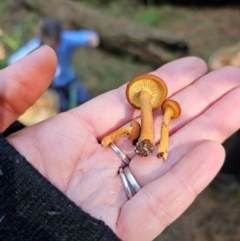 Gymnopilus sp. at Tallaganda State Forest - 24 Apr 2024 12:38 PM