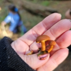 Gymnopilus sp. at Tallaganda State Forest - 24 Apr 2024 12:38 PM