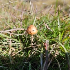 Unidentified Cap on a stem; gills below cap [mushrooms or mushroom-like] at Captains Flat, NSW - 20 Apr 2024 by Csteele4