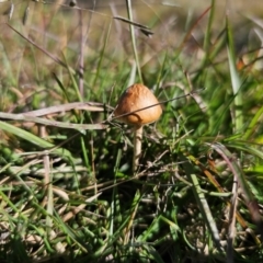 Agrocybe praecox group at QPRC LGA - 20 Apr 2024