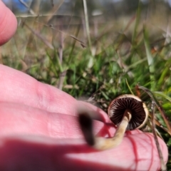 Agrocybe praecox group at QPRC LGA - 20 Apr 2024