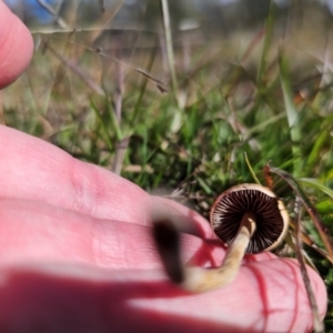 Agrocybe praecox group at QPRC LGA - 20 Apr 2024