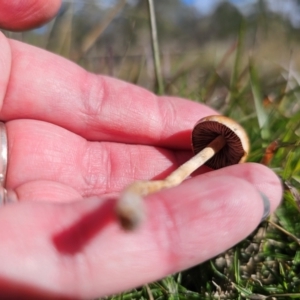 Agrocybe praecox group at QPRC LGA - 20 Apr 2024