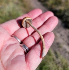 Agrocybe praecox group at QPRC LGA - 20 Apr 2024