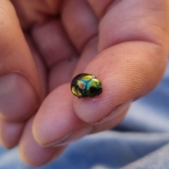 Callidemum hypochalceum (Hop-bush leaf beetle) at QPRC LGA - 25 Apr 2024 by clarehoneydove