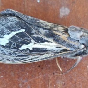 Abantiades atripalpis (Bardee grub/moth, Rain Moth) at QPRC LGA by clarehoneydove