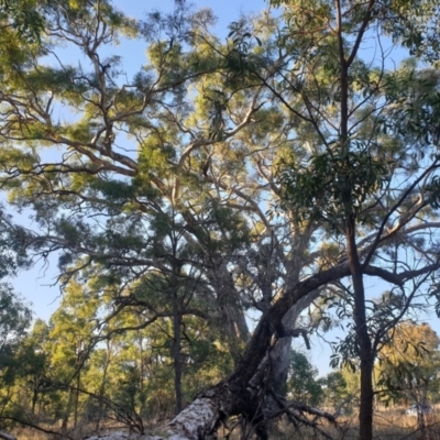 Eucalyptus melliodora (Yellow Box) at Watson, ACT - 23 Apr 2024 by AdrianM