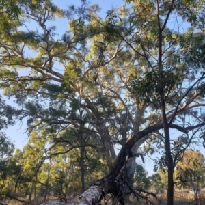 Eucalyptus bridgesiana at suppressed by AdrianM