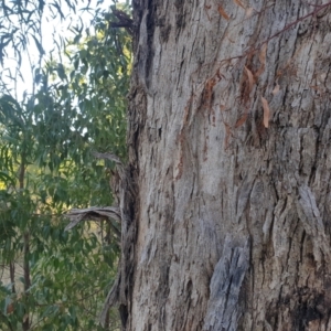 Eucalyptus melliodora at Watson, ACT - 23 Apr 2024