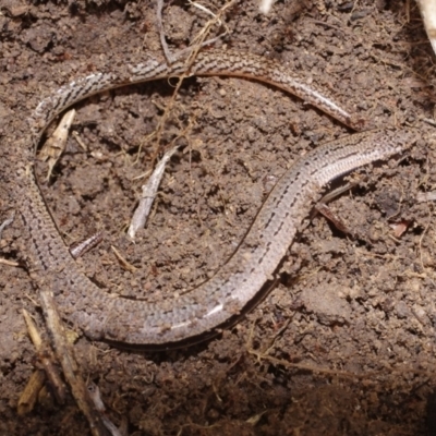 Unidentified Skink at Morton Plains, VIC - 18 Sep 2016 by WendyEM