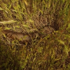 Unverified Snake at Morton Plains, VIC - 18 Sep 2016 by WendyEM