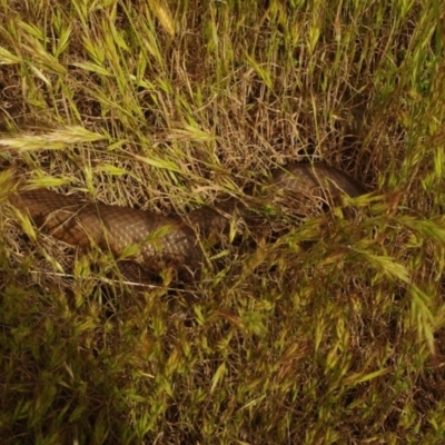 Unverified Snake at Morton Plains, VIC - 18 Sep 2016 by WendyEM