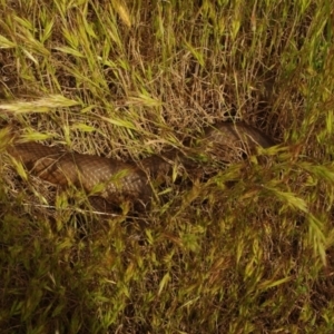 Unidentified Snake at Morton Plains, VIC by WendyEM