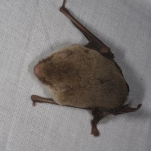 Vespadelus sp. (genus) at Morton Plains, VIC - 9 Apr 2015 09:46 PM