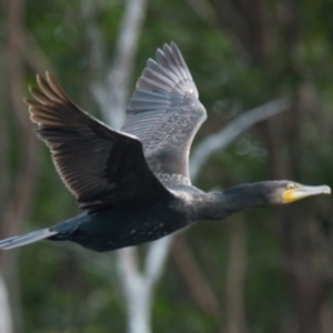 Phalacrocorax carbo (Great Cormorant) at Wallum by macmad