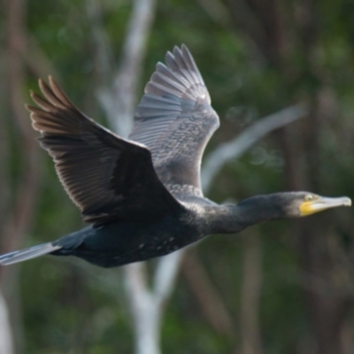 Phalacrocorax carbo (Great Cormorant) at Wallum - 11 Mar 2024 by macmad