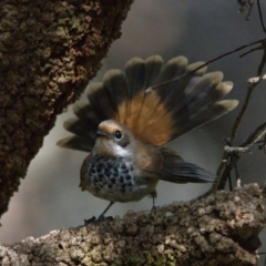 Rhipidura rufifrons (Rufous Fantail) at Brunswick Heads, NSW - 11 Mar 2024 by macmad