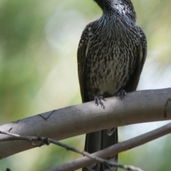 Anthochaera chrysoptera (Little Wattlebird) at Brunswick Heads, NSW - 11 Mar 2024 by macmad