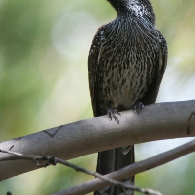 Anthochaera chrysoptera (Little Wattlebird) at Brunswick Heads, NSW - 12 Mar 2024 by macmad