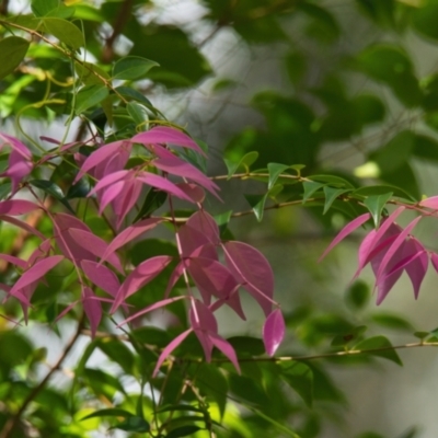 Syzygium luehmannii (Riberry, Small-Leaved Lilly Pilly) at Brunswick Heads, NSW - 11 Mar 2024 by macmad