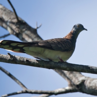 Geopelia humeralis (Bar-shouldered Dove) at Wallum - 12 Mar 2024 by macmad