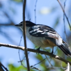 Lalage leucomela (Varied Triller) at Brunswick Heads, NSW - 11 Mar 2024 by macmad